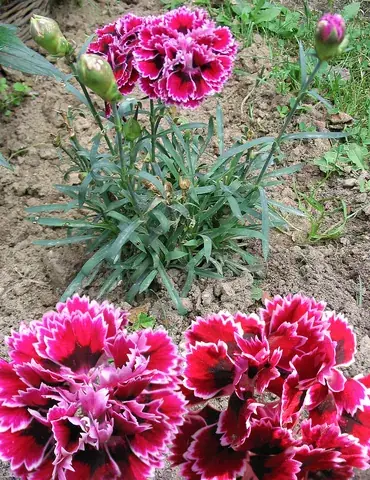 carnation: originally, Dianthus caryophyllus