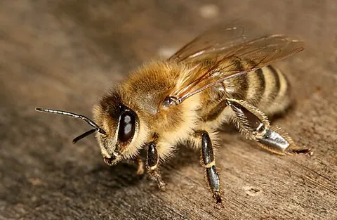 carniolan honeybee: apis mellifera carnica, a subspecies of the western honeybee