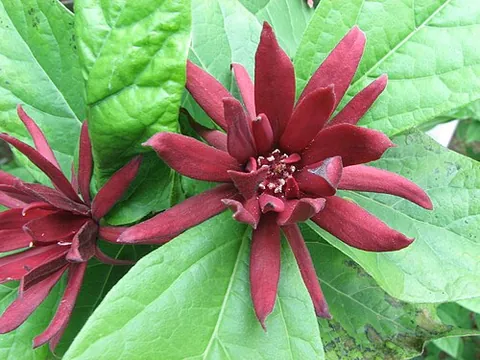carolina allspice: a fragrant shrub native to the Eastern United States (Calycanthus floridus)