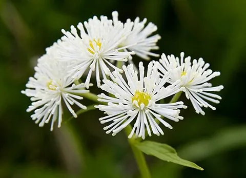 carolina bugbane: trautvetteria carolinensis