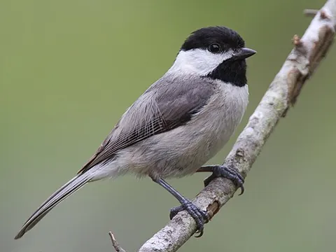 carolina chickadee: a small bird of species Poecile carolinensis, of the tit family (Paridae)