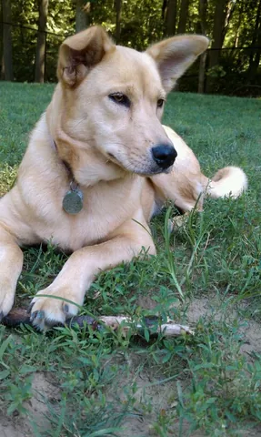 carolina dog: a type of dog, thought to have reached the North American continent before Europeans (and European...