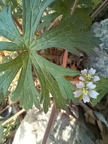 carolina geranium: a type of small annual flowering shrub, native to much of the United States, of species Geranium...
