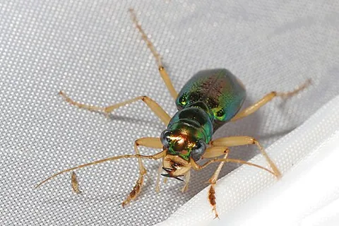 carolina metallic tiger beetle: tetracha carolina, a species of tiger beetle