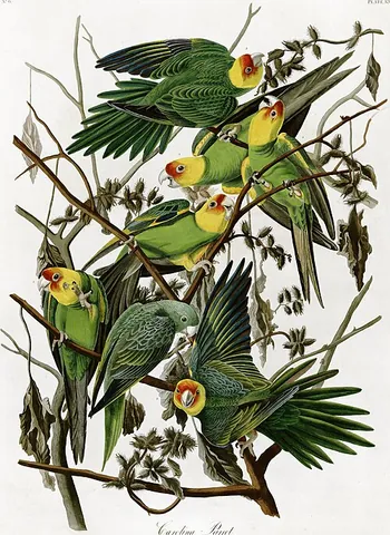 carolina parakeet: a parrot, formerly native to large parts of the United States, but now extinct (†Conuropsis...