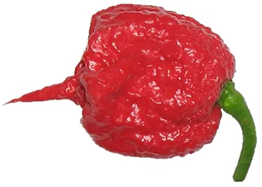 carolina reaper: a kind of very hot red chili pepper with a gnarled, lumpy pod and a scythe-like tail