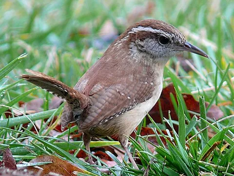 carolina wren: a common species of wren (Thryothorus ludovicianus) found throughout the eastern United States and...