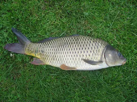 carp: any of various freshwater fish of the family Cyprinidae