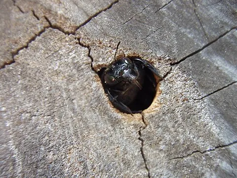 carpenter bee: a bee of the subfamily Xylocopinae, that burrows in dead wood