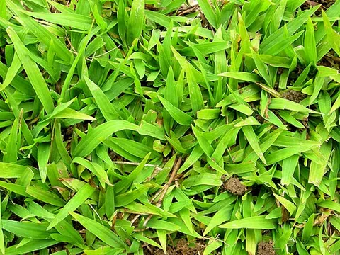 carpet grass: any of various grasses of the genus Axonopus, of tropical and subtropical American, some of which...