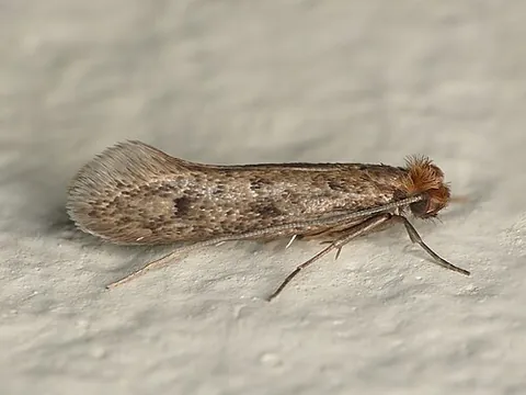 carpet moth: the moth Trichophaga tapetzella