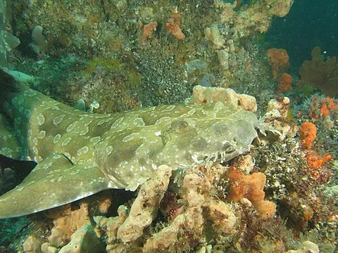 carpet shark: any shark of the order Orectolobiformes