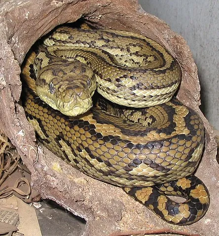 carpet snake: a harmless snake found in New Guinea and Australia, the carpet python (Morelia spilota) and its six...