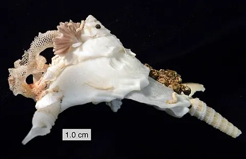 carrier shell: any marine snail of the family Xenophoridae, which cements stones and shell fragments to its own...