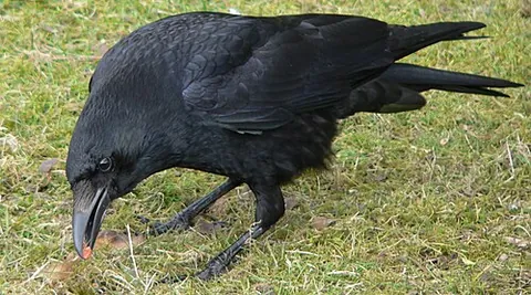 carrion crow: the common European black crow Corvus corone