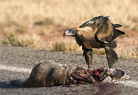carrion: rotting flesh of a dead animal or person