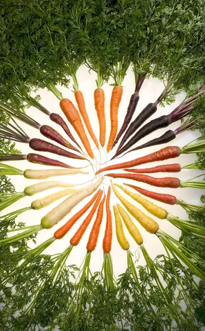 carrot: a vegetable with a nutritious, juicy, sweet root that is often orange in colour, Daucus carota,...
