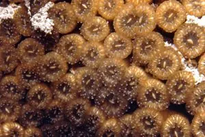 caryophylliid: any coral of the family Caryophylliidae