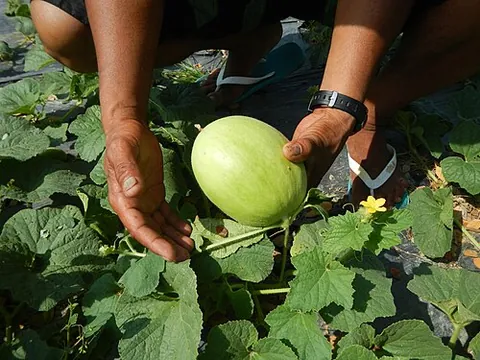 casaba: a cultivar of the muskmelon (Cucumis melo), with bright yellow, wrinkled skin