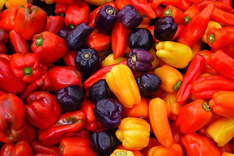 cascabel: a small, round, hot variety of chili pepper, Capsicum annuum, which rattles when dry