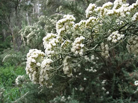 cascade everlasting: ozothamnus secundiflorus, a species of shrub found in Australia