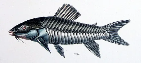 cascadura: any of the armoured freshwater catfish of the genus Hoplosternum (syn. Cascadura)