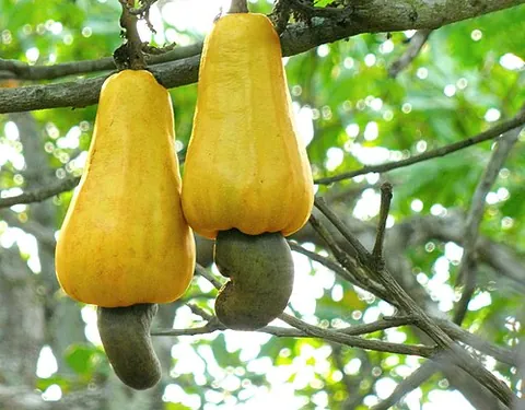 cashew apple: an ovoid to pear-shaped accessory fruit or false fruit that develops from the receptacle of the...
