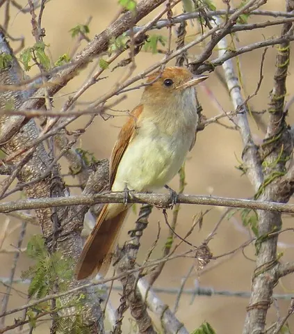 casiornis: any of the tropical birds in the genus Casiornis, found in Central and South America
