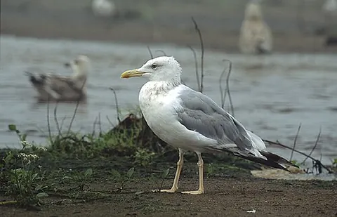 caspian gull: larus cachinnans, a large gull