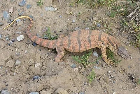 caspian monitor: a subspecies of desert monitor, Varanus griseus caspius, found from the eastern shore of the...