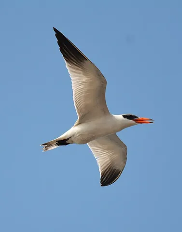 caspian tern: a widely distributed species of tern, Hydroprogne caspia syn. Hydroprogne tschegrava