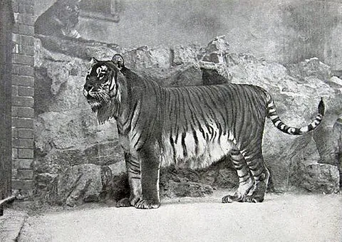 caspian tiger: any of an extinct race of Panthera tigris tigris, recorded in the wild until the early 1970s, and...