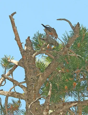 cassia crossbill: loxia sinesciuris, a passerine bird in the family Fringillidae, endemic to the South Hills and...