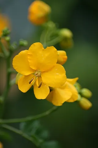 cassia: the spice made from the bark of members of the genus Cinnamomum other than true cinnamon (C....