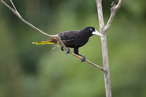 cassican: an American bird (Psarocolius decumanus, syn. Cassicus cristatus), allied to the starlings and...