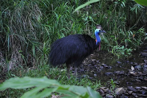 cassowary: any of the large, flightless, cursorial birds of the genus Casuarius, family Casuariidae, native to...