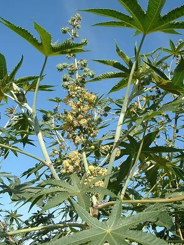 castor bean: a castor oil plant, of the species Ricinus communis