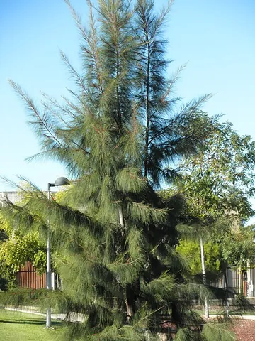 casuarina: any of numerous trees, of the genera Casuarina and Allocasuarina, having segmented needle-like...