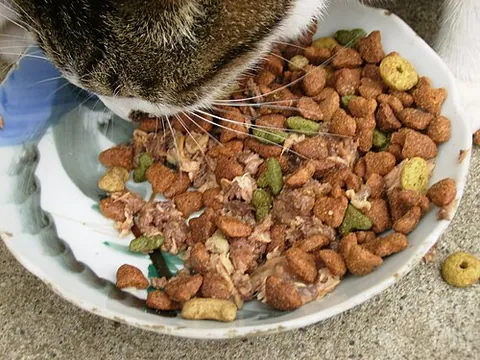 cat food: a type of food specially formulated for the feeding of cats, typically composed of processed grain...