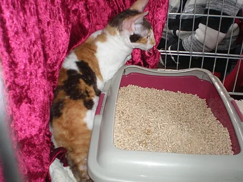 cat litter: fuller's earth, clay pellets, wood chips, or similar loose absorbent materials used for the waste...