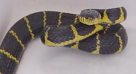 cat snake: any of the genus Boiga of rear-fanged, mildly venomous colubrid snakes