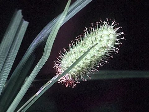 cat-tail sedge: carex typhina (in Carex subg. Carex), native to eastern North America