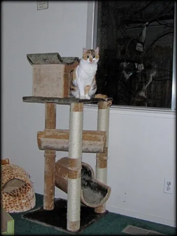 cat tree: a structure of platforms and scratching posts designed for a cat to play on