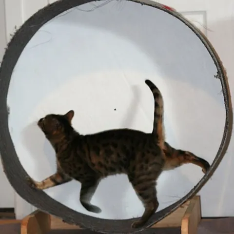 cat wheel: an exercise wheel used by cats