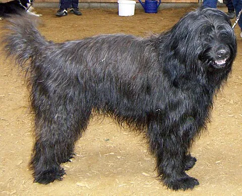 catalan sheepdog: a breed of Catalan Pyrenean dog used as a sheepdog