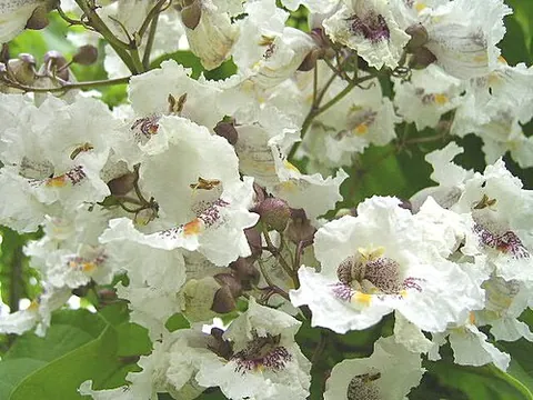 catalpa: any tree of the genus Catalpa, in the family Bignoniaceae. The two North American species, the...