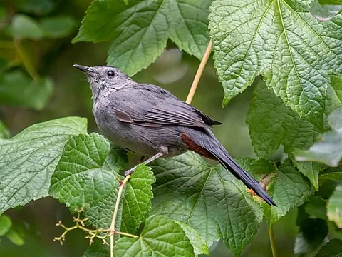 catbird: an American passerine bird of the genera Dumetella and Melanoptila
