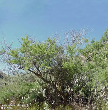 catclaw: an acacia, specifically Acacia greggii, now Senegalia greggii, native to most of the border region...
