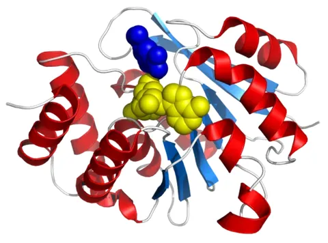 catechol-o-methyltransferase: an enzyme that breaks down neurotransmitters such as dopamine, norepinephrine, and epinephrine,...