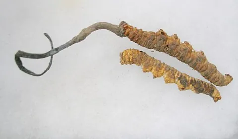 caterpillar fungus: especially, species Ophiocordyceps sinensis, indigenous to the Tibetan plateau